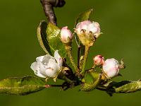 Birnbaum Blüten und Knospen